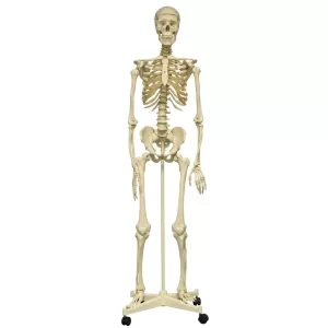 HUMAN DISARTICULATED SKELETON, 180CM XC130