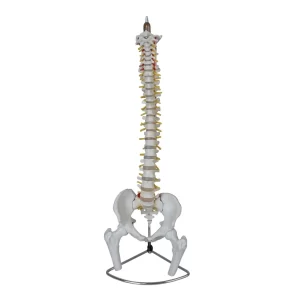 UPPER LIMB BONES, LOWER LIMB BONES XC-122