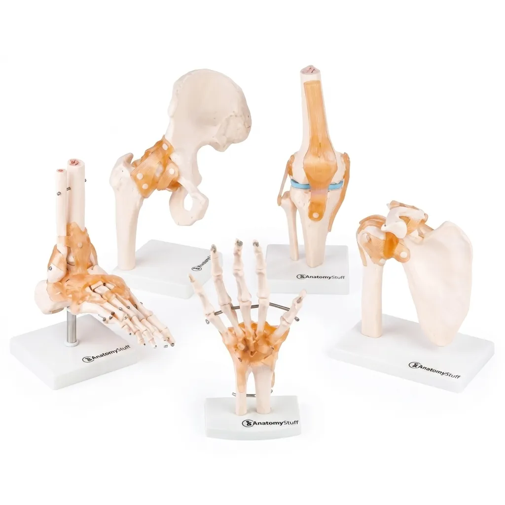 ELBOW JOINT XC112, HIP JOINT XC110, FOOT JOINT XC113