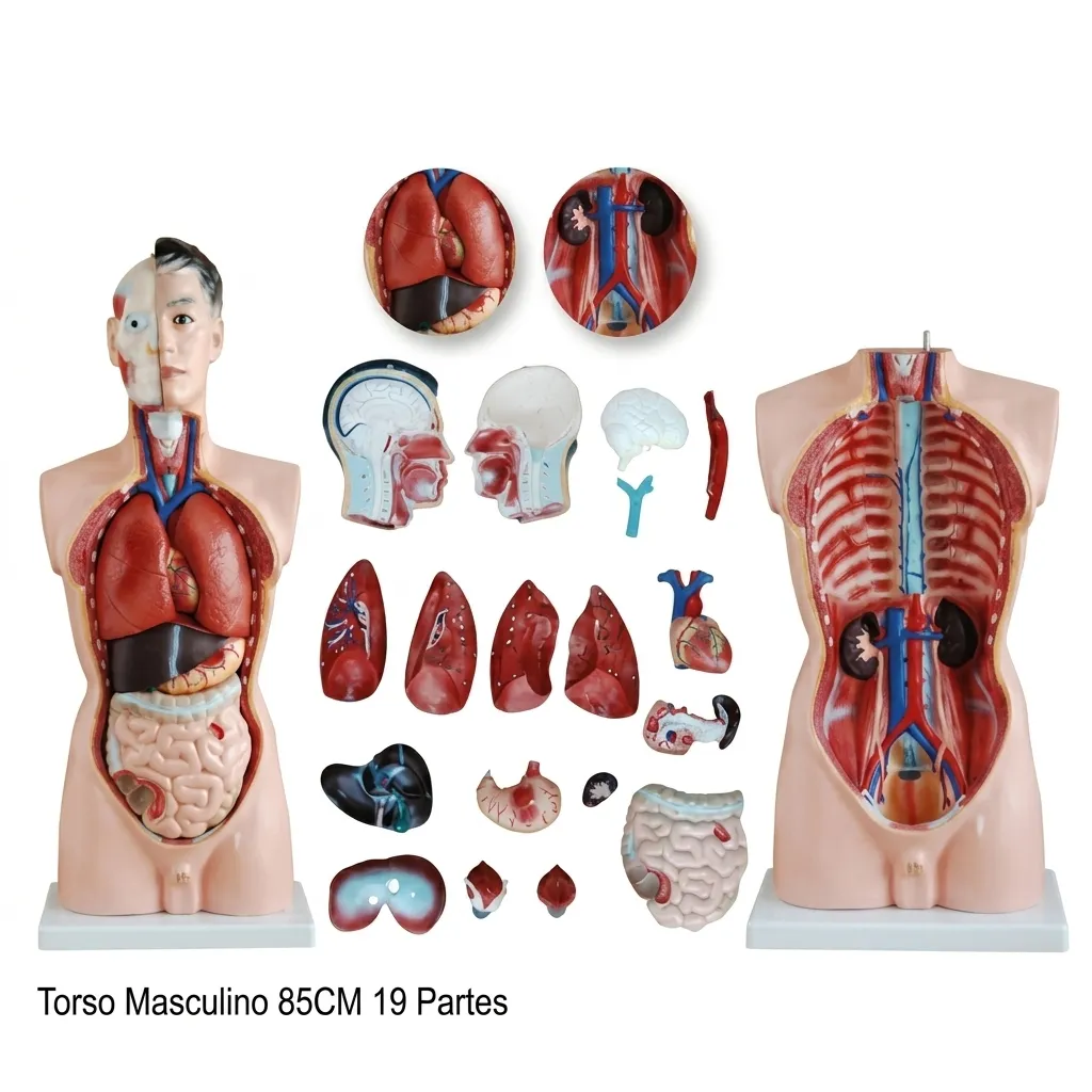TORSO 85CM 19 PARTS XC201